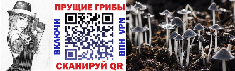 Псилоцибиновые грибы Cubensis  Калининск 
